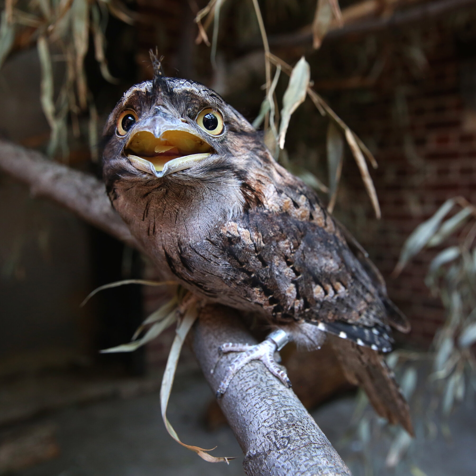 This Angry Bird Is The Most Photogenic Research Finds The New York Times