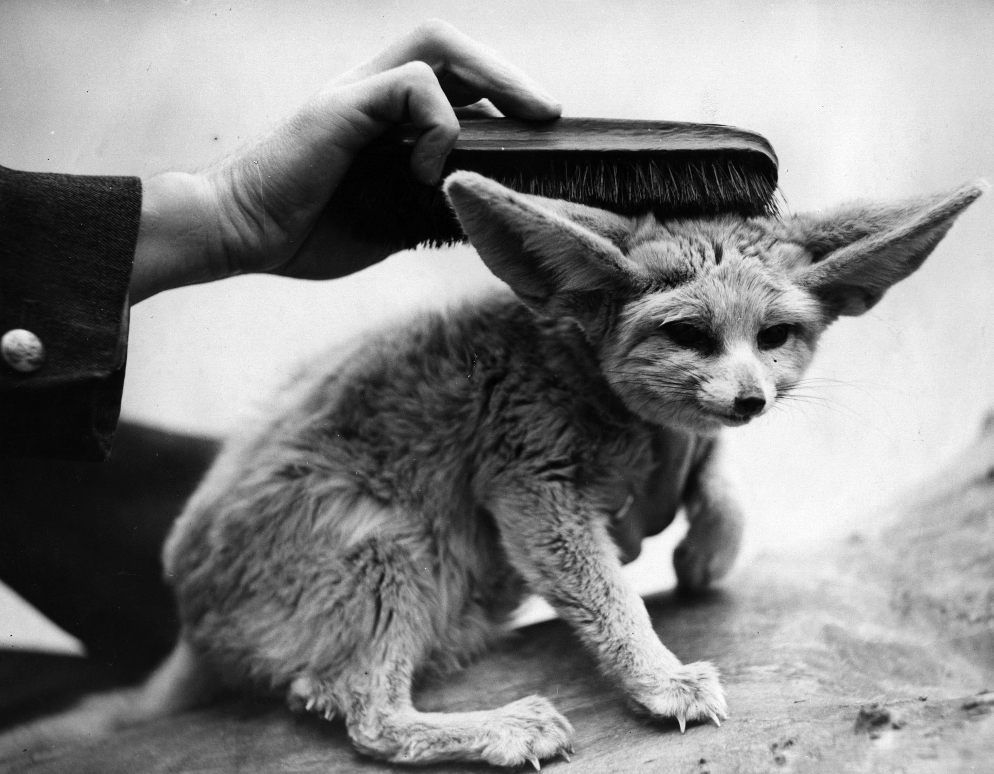 young fox crossword clue young fox crossword clue