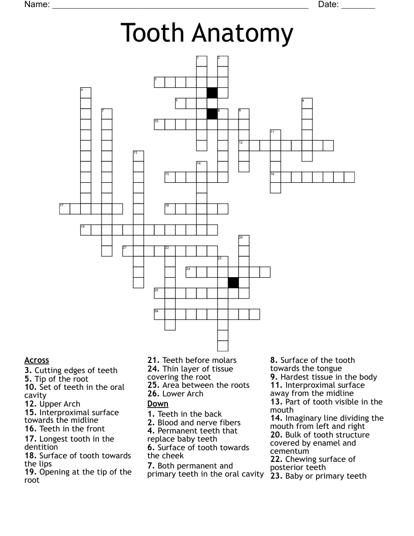 Tooth Anatomy Crossword WordMint Tooth Anatomy Crossword WordMint