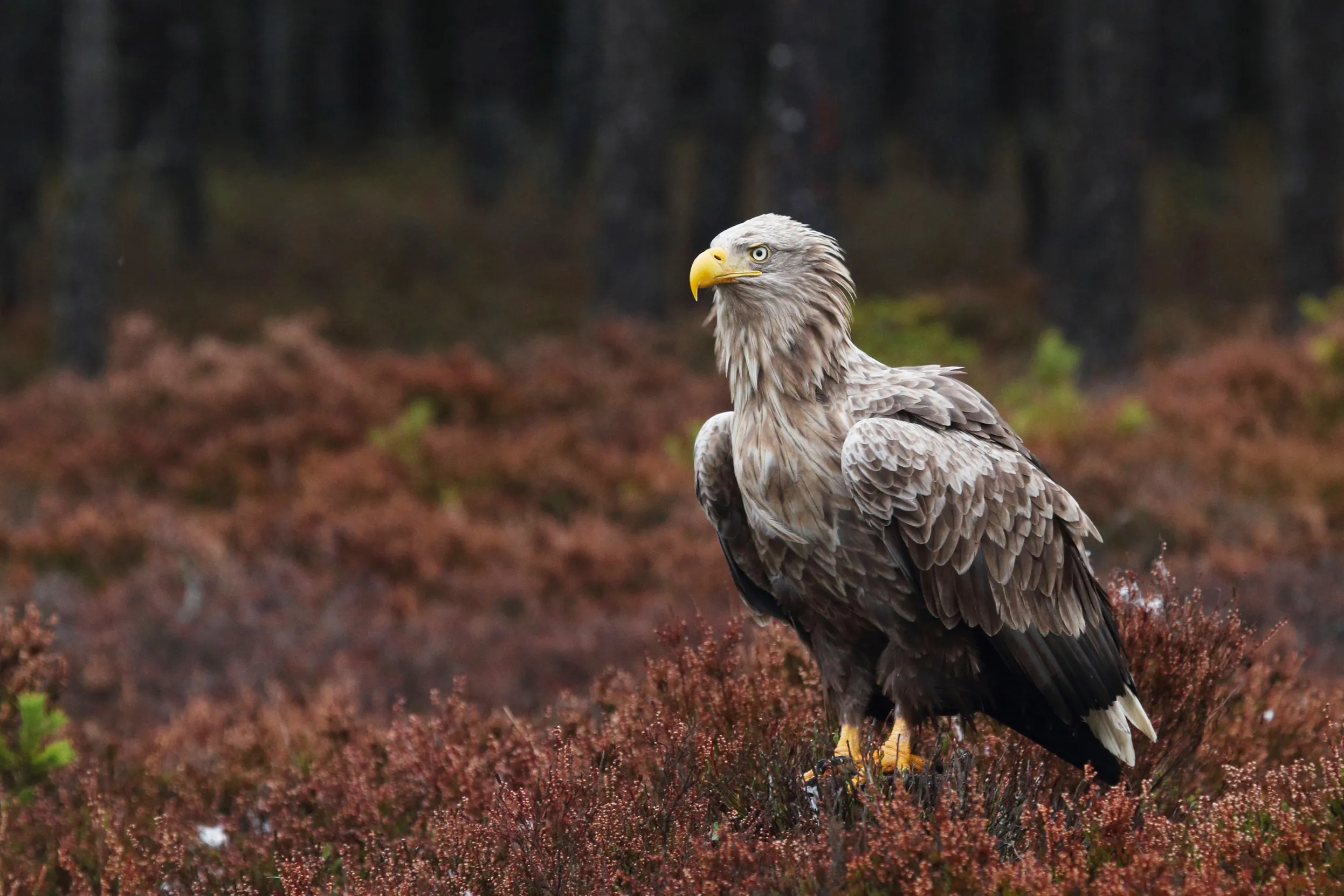 White Tailed Eagle Facts Haliaeetus Albicilla