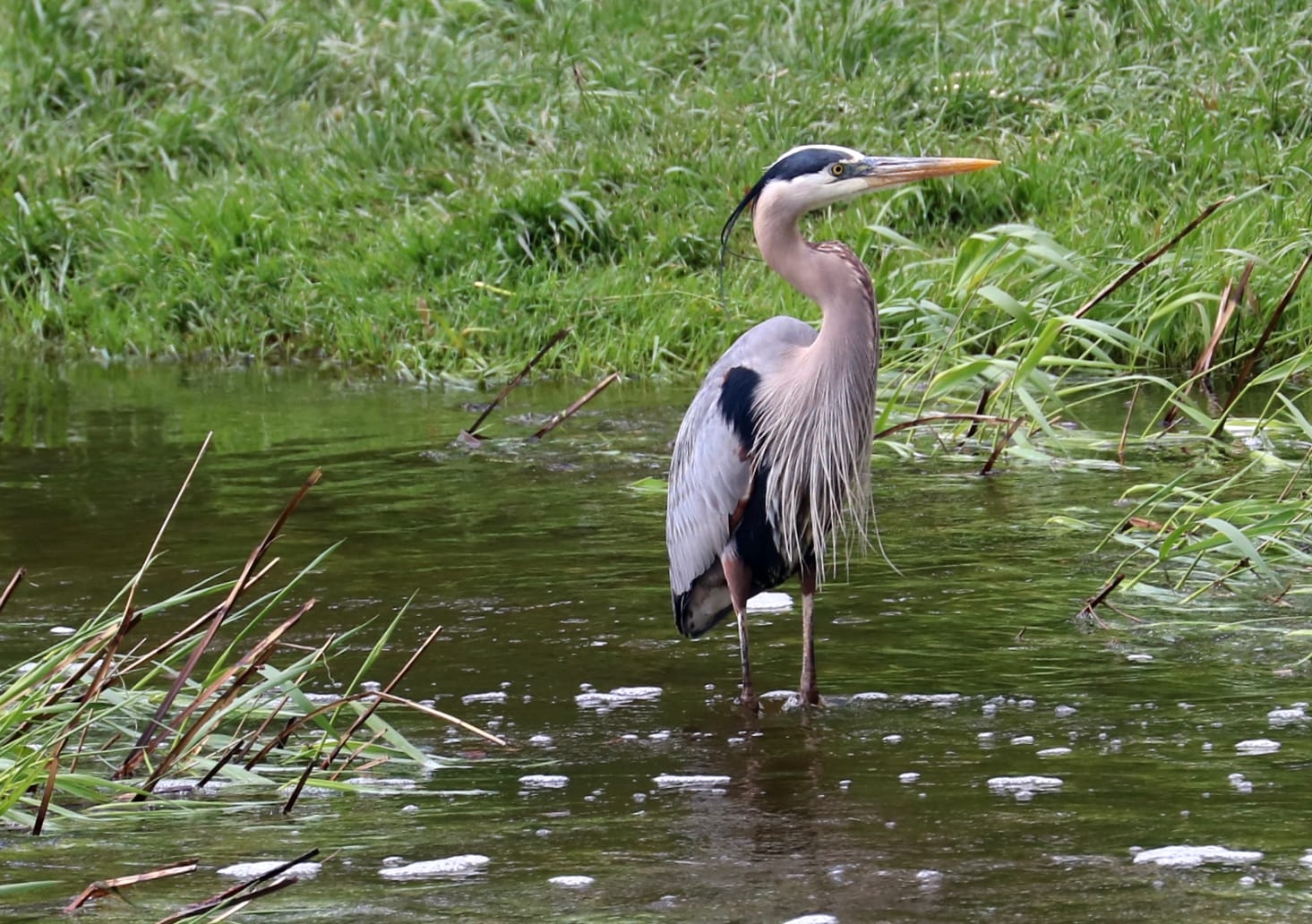 bird with great blue nyt